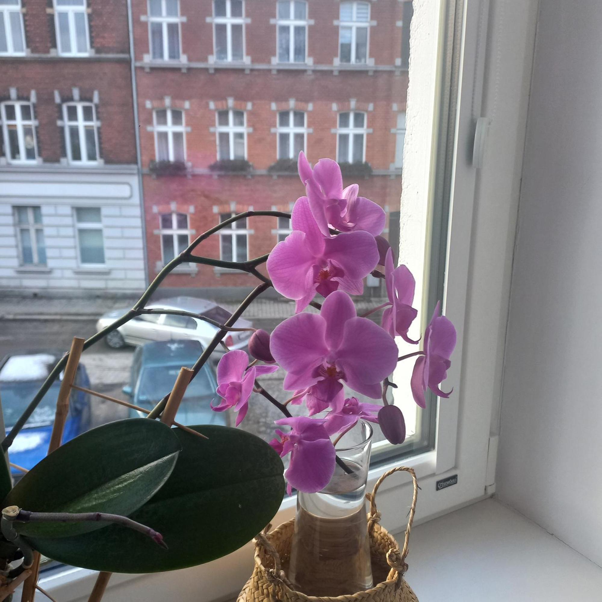 Apartament Prowansalski Z Miejscem Parkingowym Gdańsk Buitenkant foto